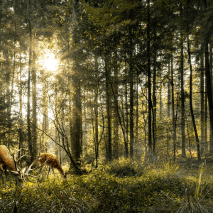 Woodland and Natural gardens in the cotswolds