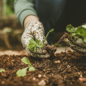 Specialist Gardeners
