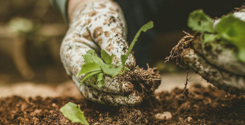 Specialist Gardeners